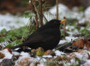 Male Blackbird.